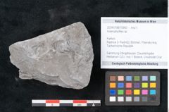 Foto (Objekt + Etikett) von Asterophyllites sp.  (NHMW-GEO-2024-0188-10992)